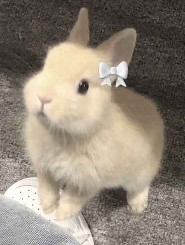 Tải Hình Nền Cute 3