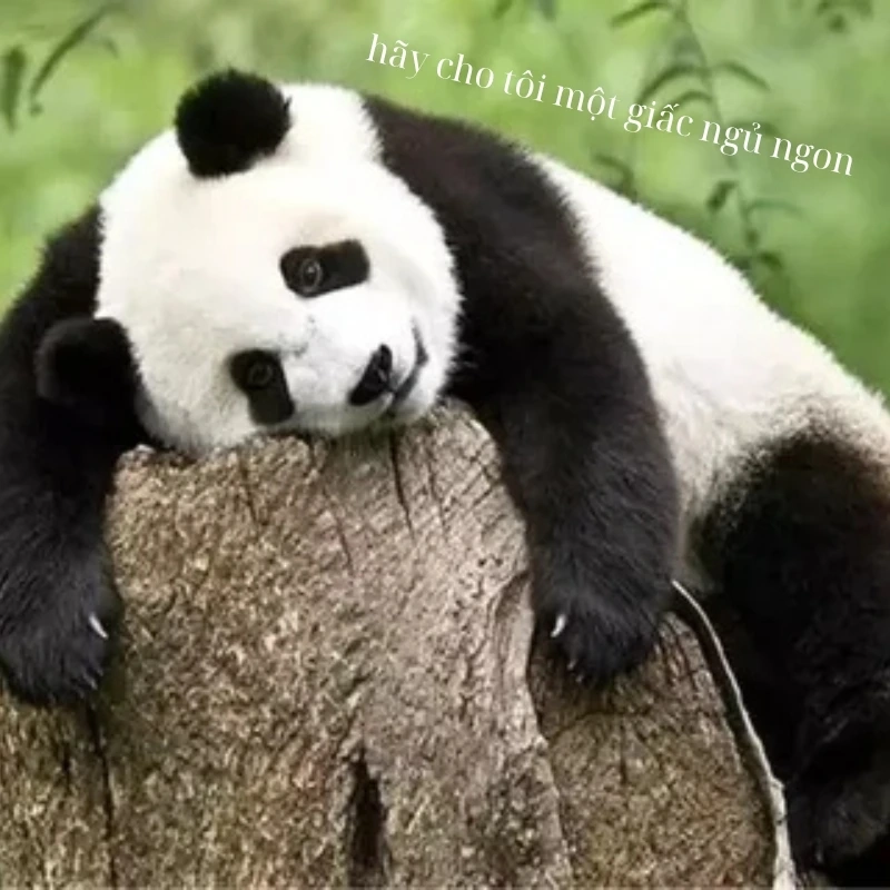 gấu trúc bựa 33