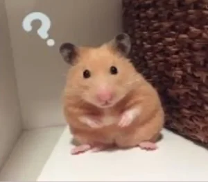 119+ ảnh hamster meme hài hước, gây bão mạng khiến bạn cười nghiêng ngả