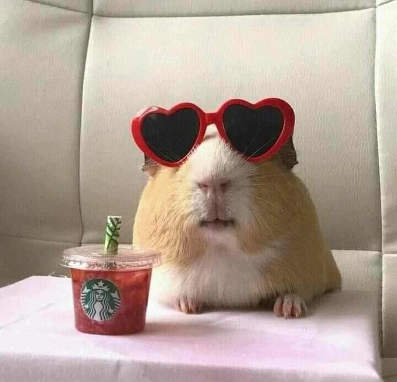 ảnh hamster meme 10