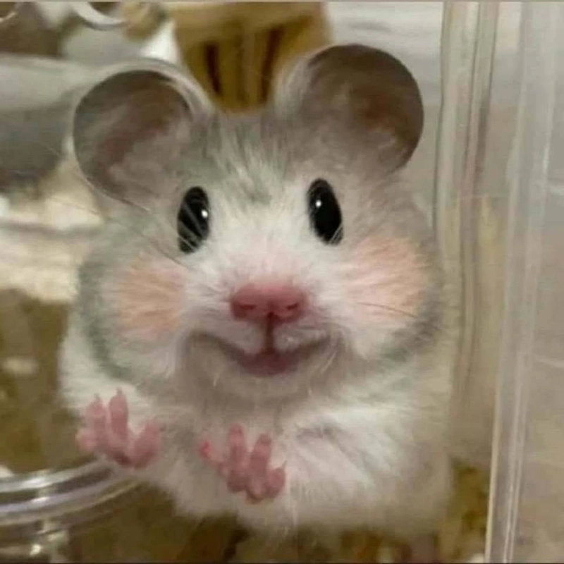 ảnh hamster meme 13