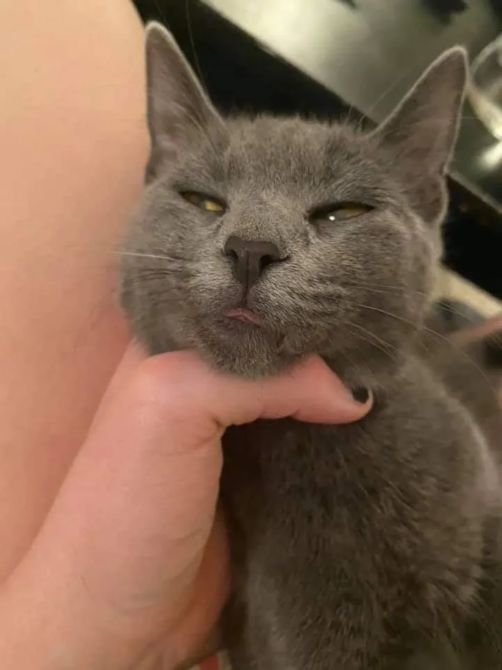 ảnh meme bóp cổ 11