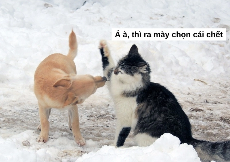 ảnh meme đánh 11