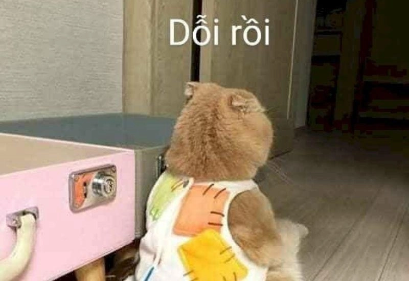 ảnh meme dỗi 8