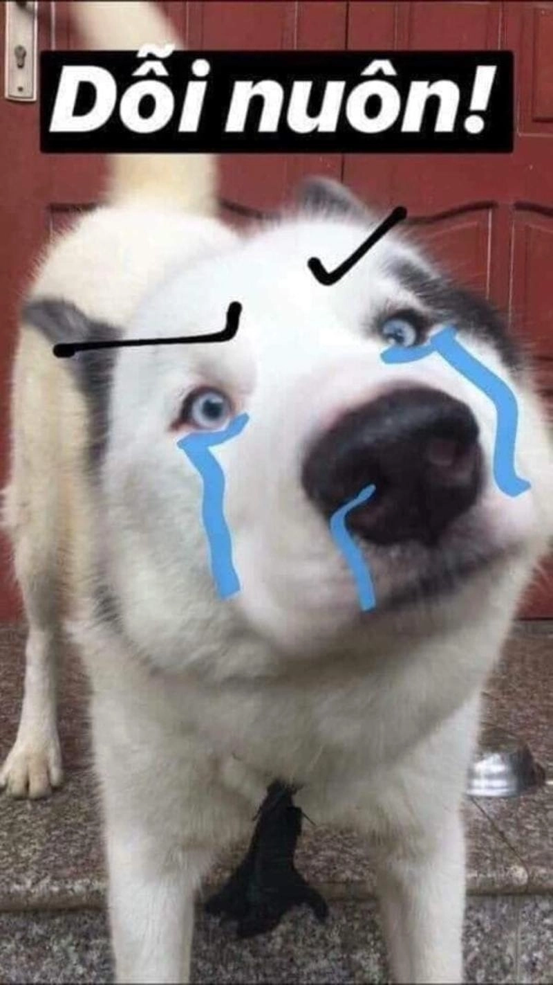 ảnh meme dỗi 14
