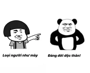 119+ Ảnh Meme Gấu Cực Hài Hước Khiến Bạn Cười Không Ngớt