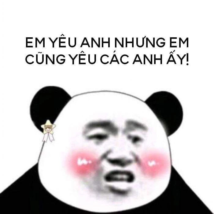 ảnh meme gấu 14