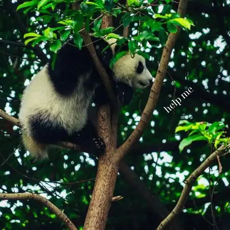 gấu trúc bựa 20