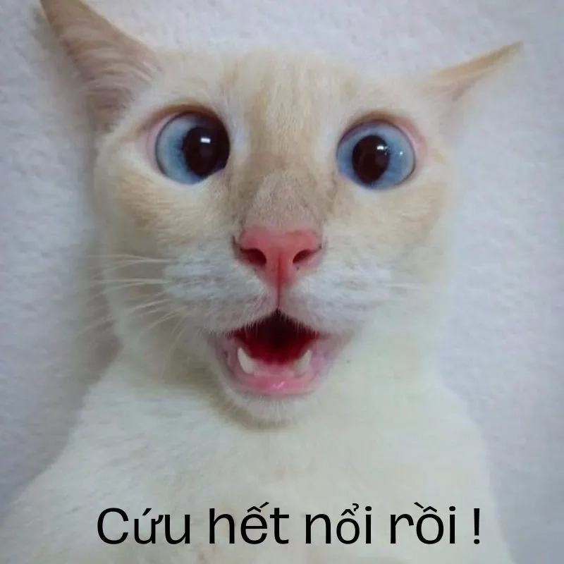 Ảnh meme hết cứu 5