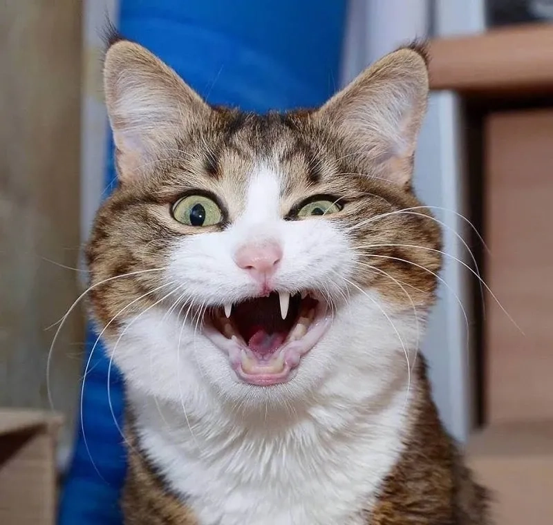 ảnh meme mèo cười 1