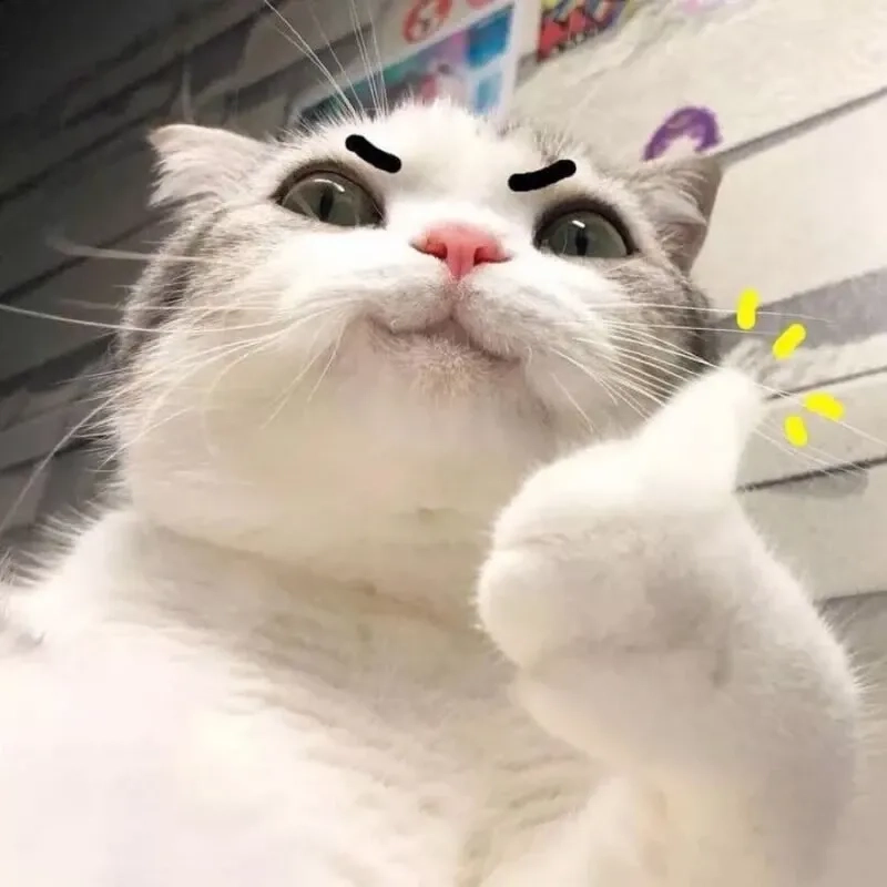 ảnh meme mèo cười 4