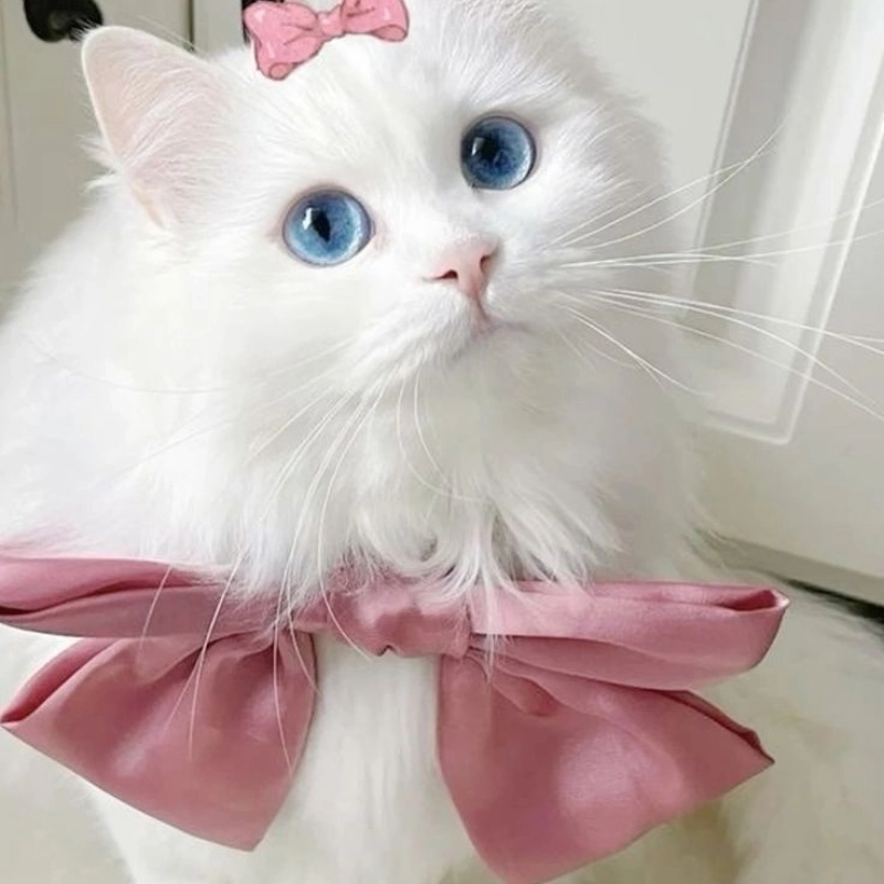 Meme mèo cute 5