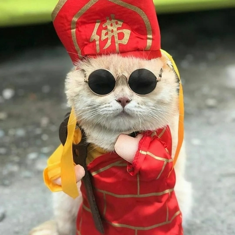 Meme mèo cute 2