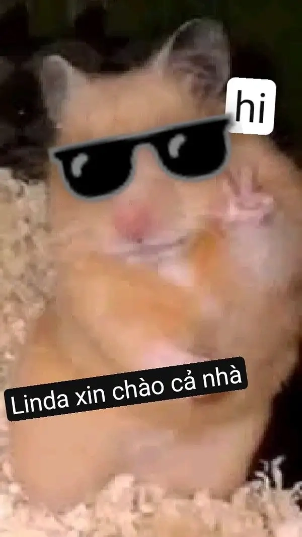 Ảnh meme xin chào 9