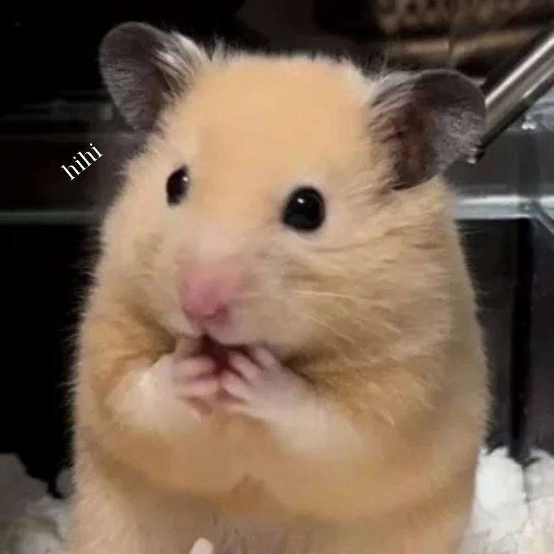 meme ảnh cute 15