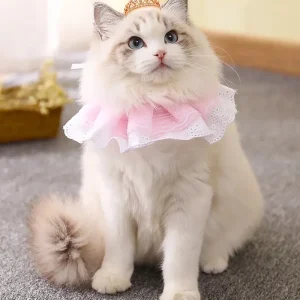99+ Meme Mèo Cute Đốn Tim Dân Mạng Với Sự Dễ Thương Vô Đối