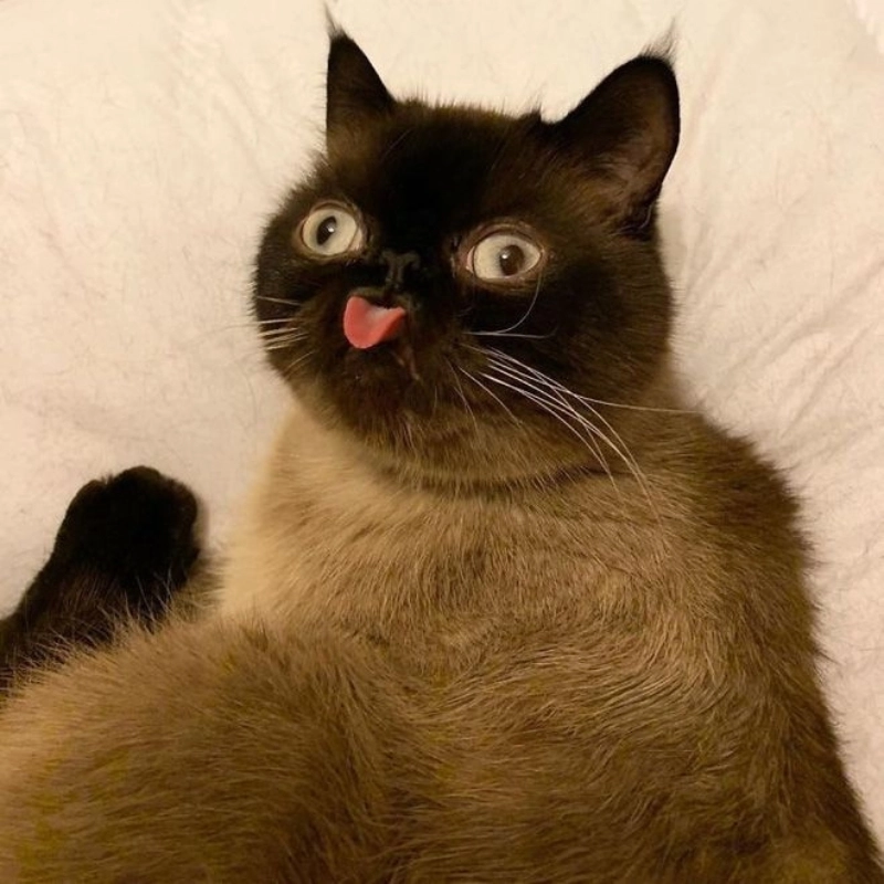 Meme mèo cute 19