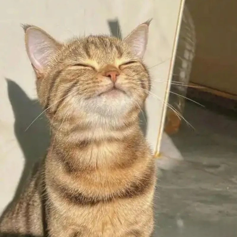 meme ảnh cute 1