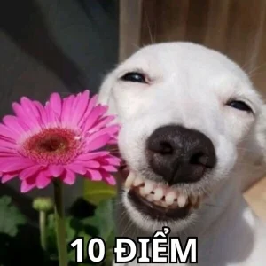 Hơn 189+ ảnh meme 10 điểm đỉnh cao, cười thả ga không ngừng nghỉ