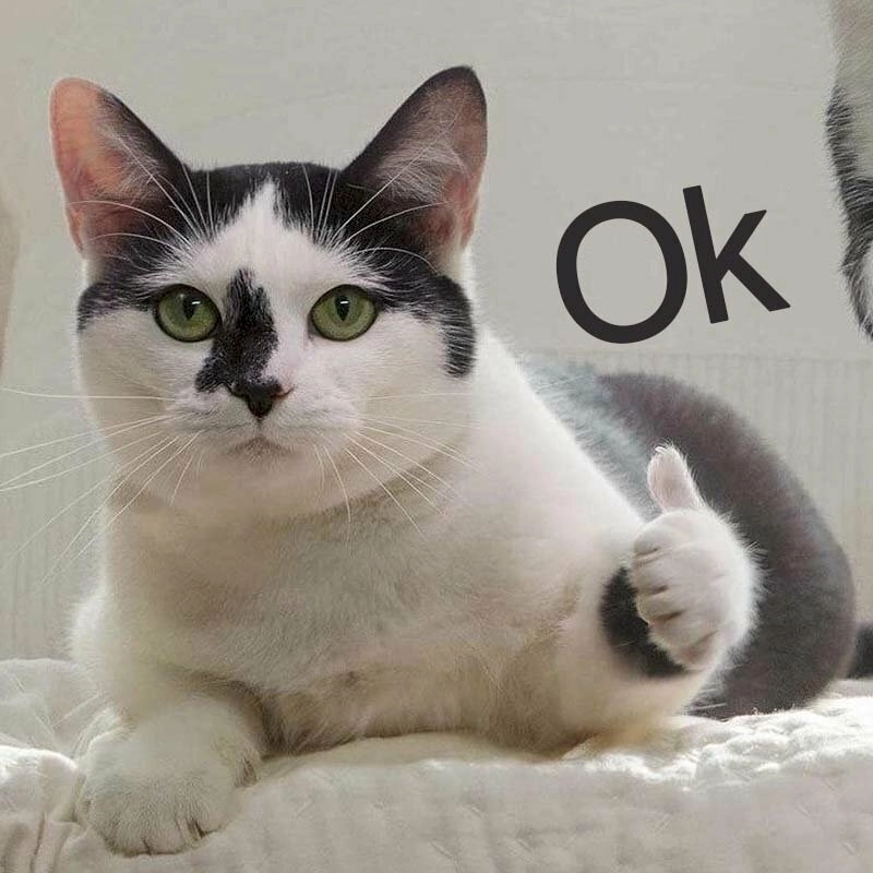 meme ảnh chế 15
