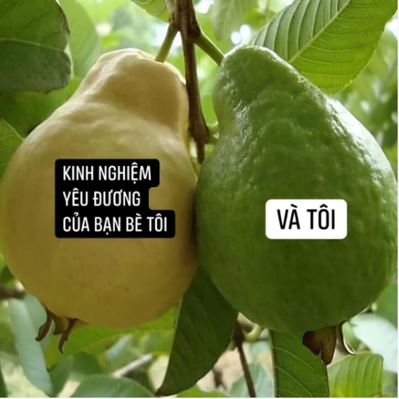 meme ảnh chế 24