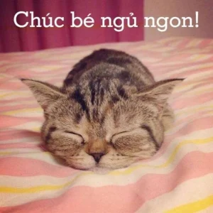 119+ Meme Chúc Ngủ Ngon Siêu Hài Hước Làm Bạn Cười Thả Ga