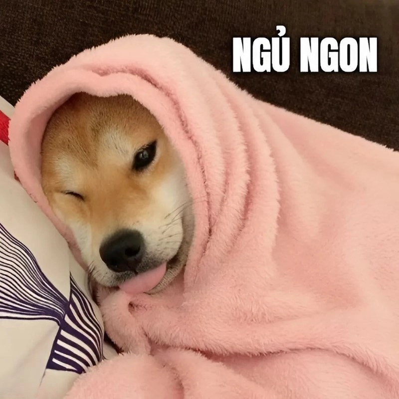 meme chúc ngủ ngon 3