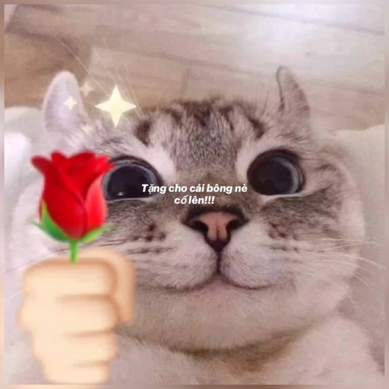 meme cố lên 2
