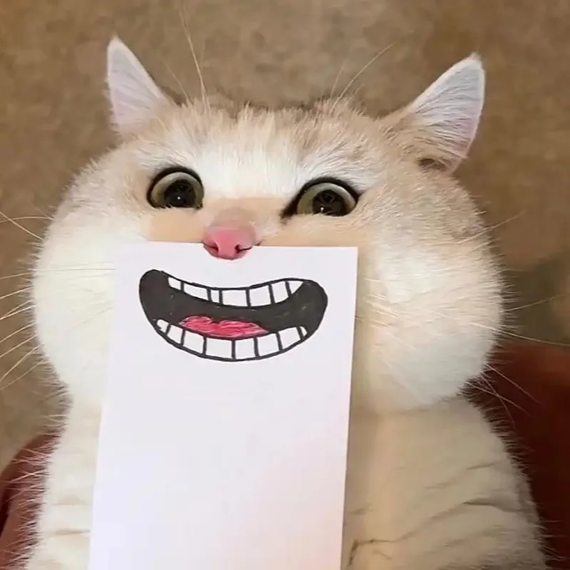 ảnh chế meme mèo bựa 5