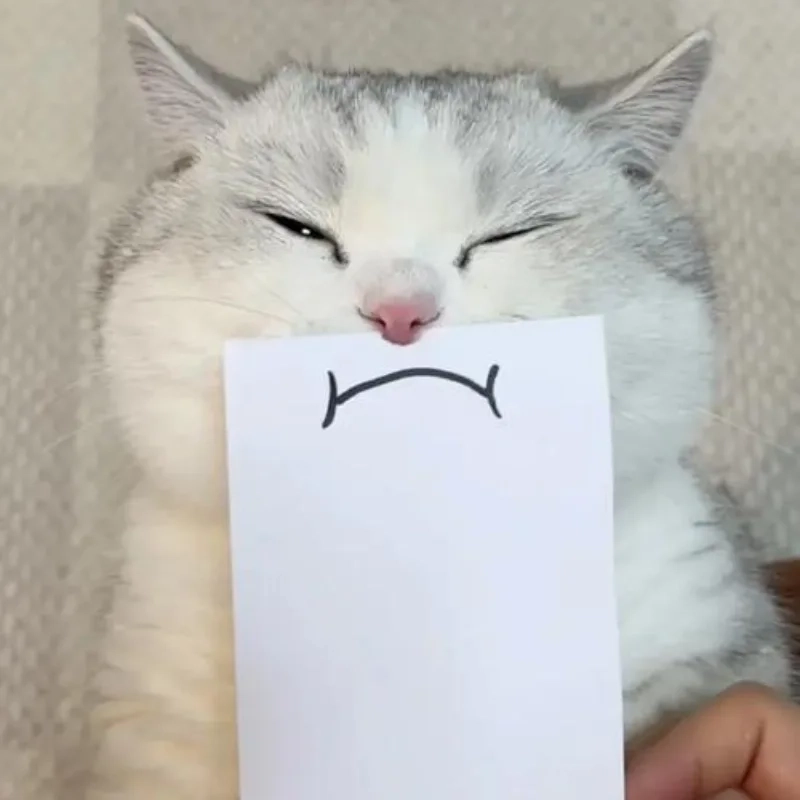 ảnh chế meme mèo bựa 11