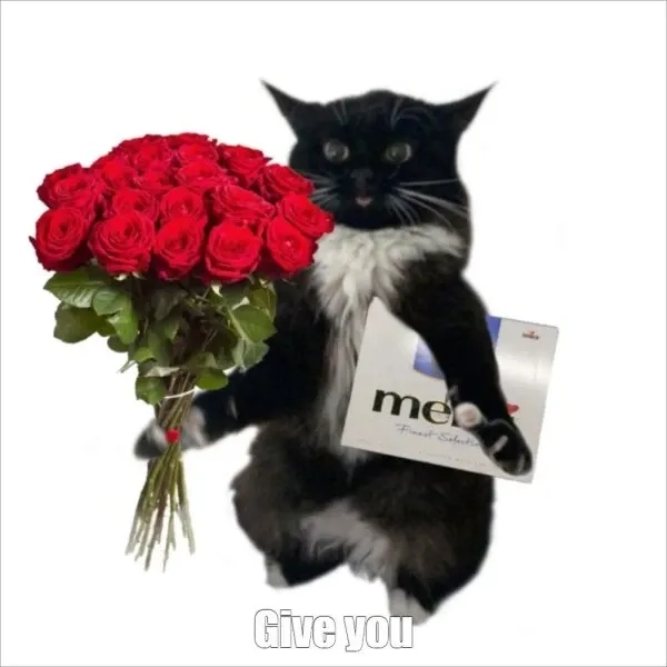 meme mèo cầm hoa 20