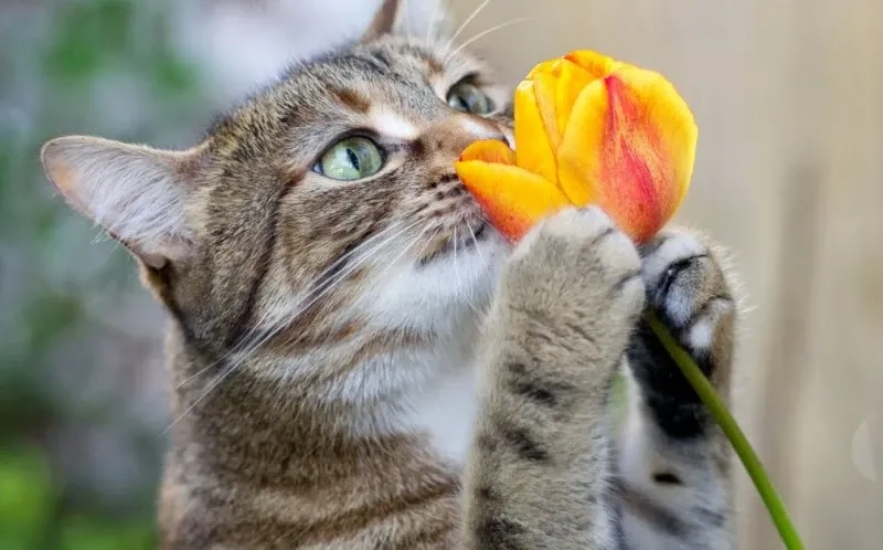 meme mèo cầm hoa 3