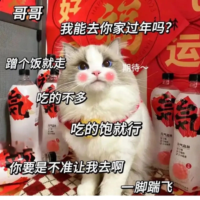meme mèo Tết 22