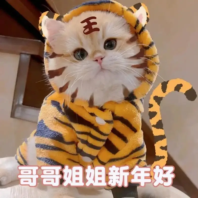 meme mèo Tết 27