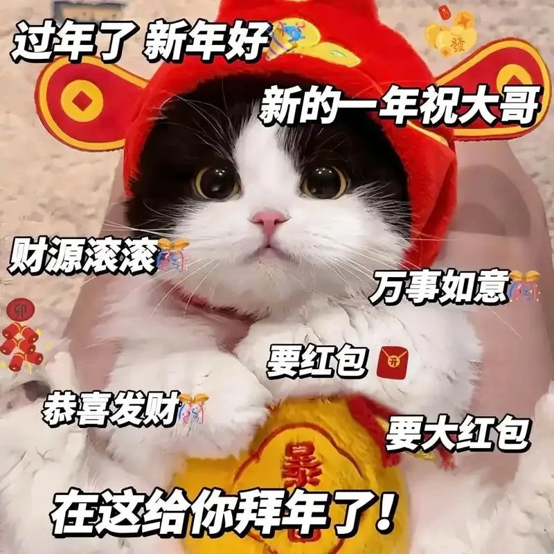 meme mèo Tết 29