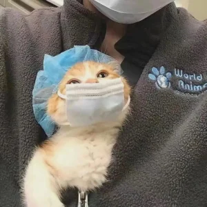 99+ Meme Mèo Vô Tri Hài Hước Khiến Bạn Cười Ngất Ngưỡng