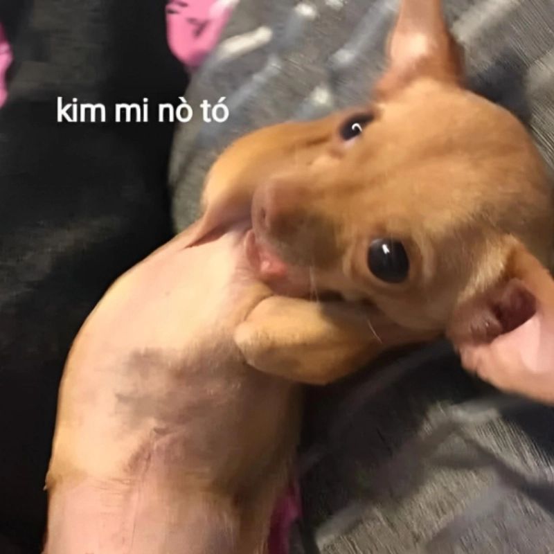 meme ôm 9