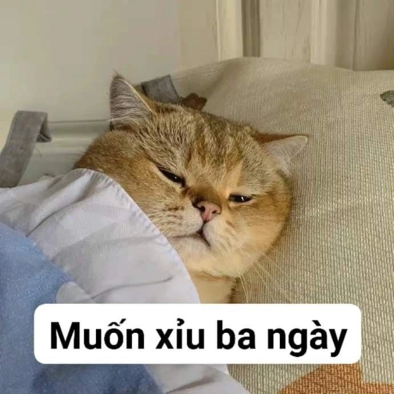 meme mèo cuti 2