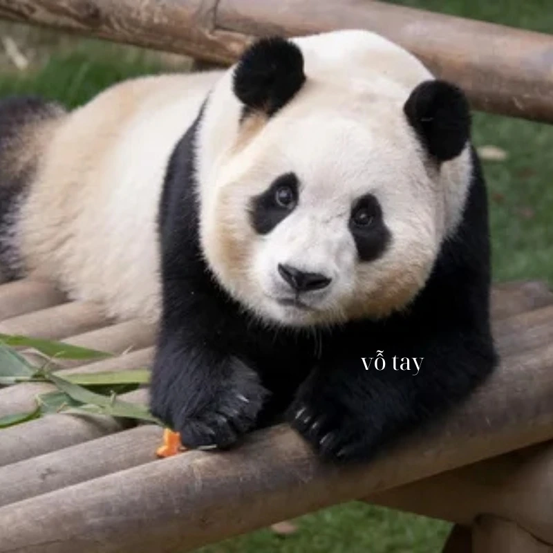 gấu trúc bựa 39