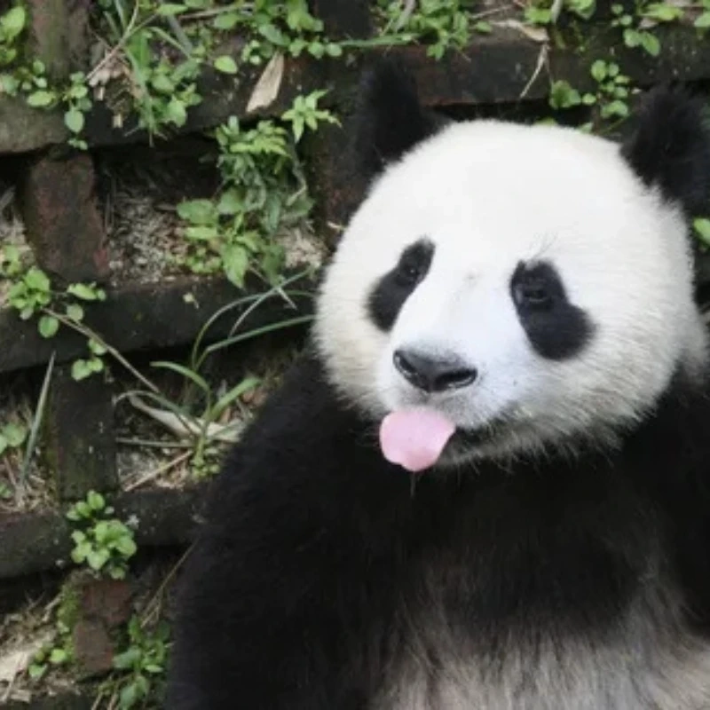 gấu trúc bựa 1